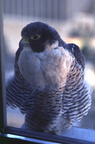 A falcon to represent our school